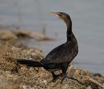 Cormoran africain