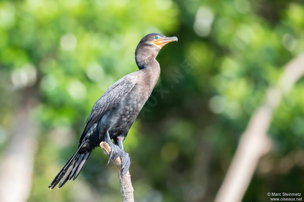 Neotropic Cormorant