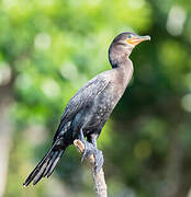 Neotropic Cormorant