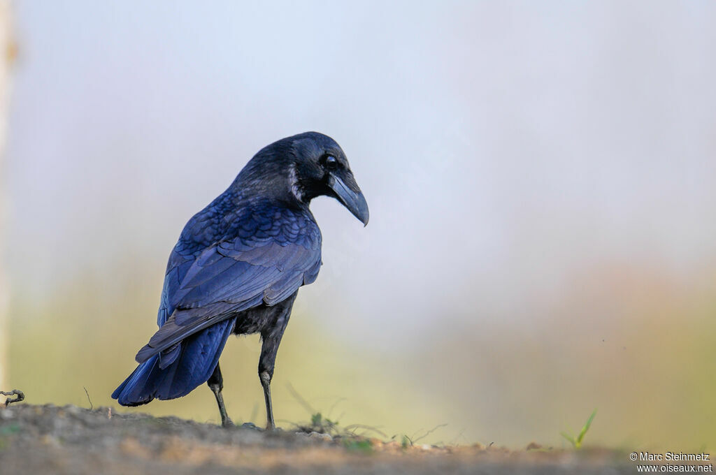 Carrion Crow