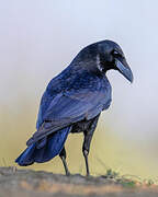 Carrion Crow