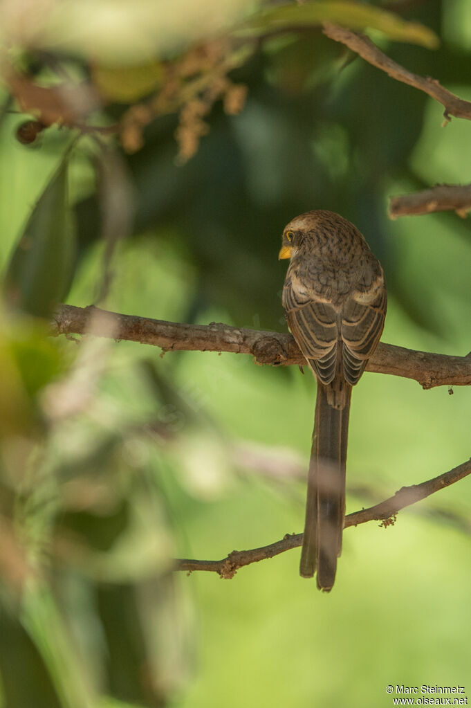 Yellow-billed Shrike