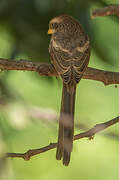 Yellow-billed Shrike