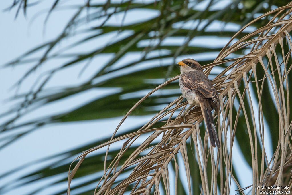 Yellow-billed Shrike