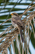 Yellow-billed Shrike