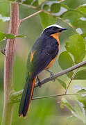 White-crowned Robin-Chat