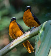 White-crowned Robin-Chat