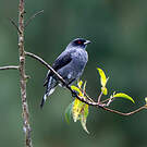 Cotinga à huppe rouge