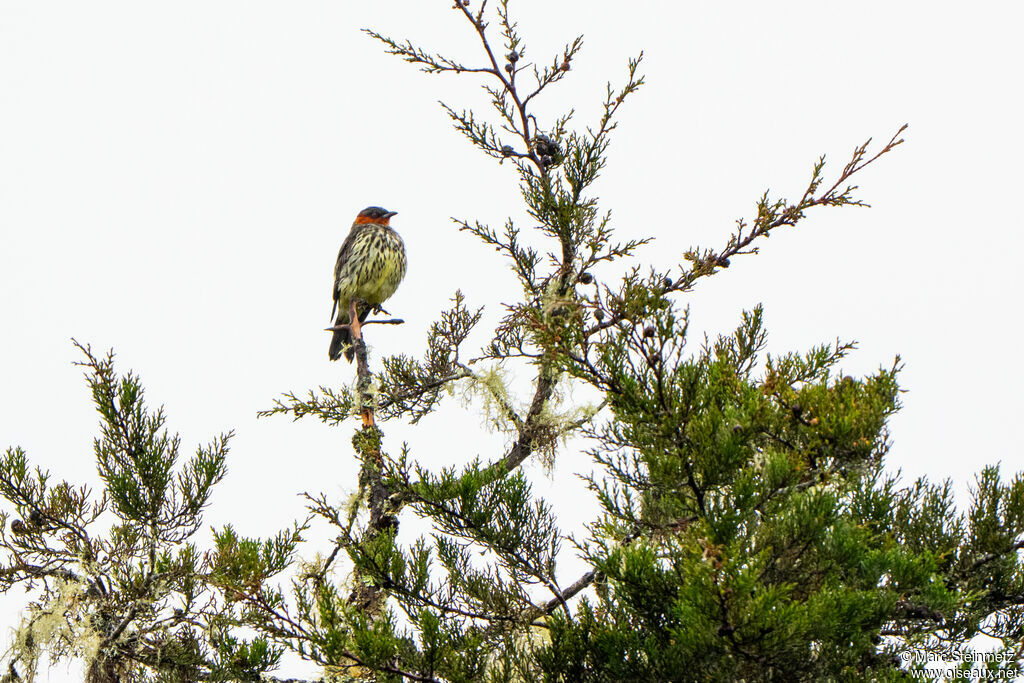 Cotinga à tête rousse