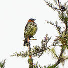 Cotinga à tête rousse