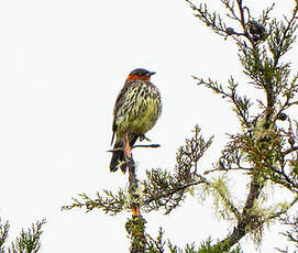 Cotinga à tête rousse