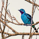 Cotinga bleu