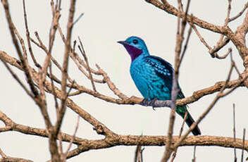 Cotinga bleu
