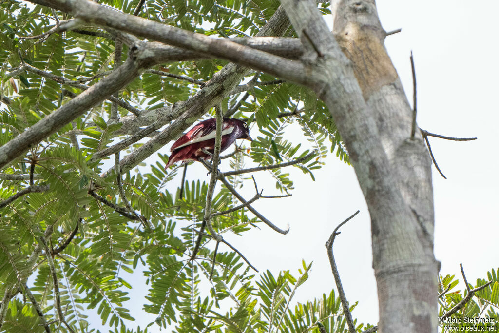 Pompadour Cotinga