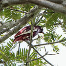 Cotinga pompadour