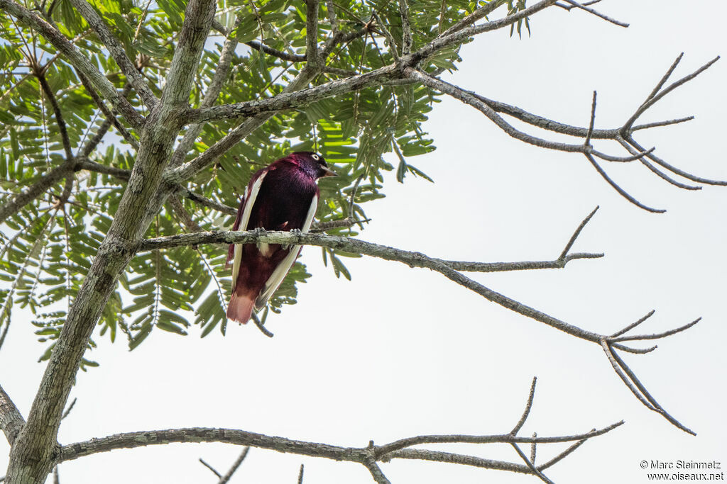 Pompadour Cotinga