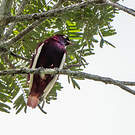 Cotinga pompadour