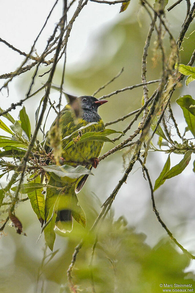 Cotinga vert et noir