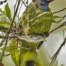 Cotinga vert et noir