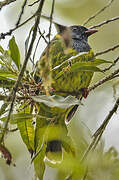 Green-and-black Fruiteater