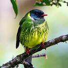 Cotinga vert et noir