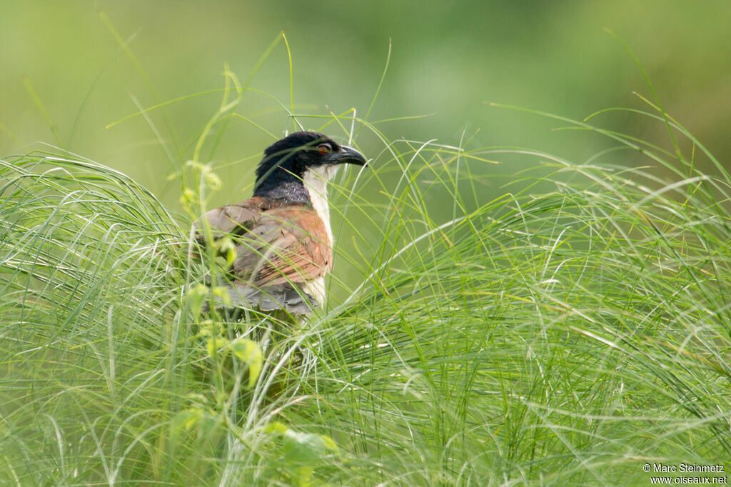 Blue-headed Coucal