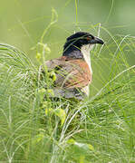 Blue-headed Coucal