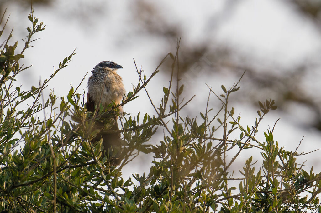 Coucal à sourcils blancs