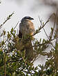 Coucal à sourcils blancs