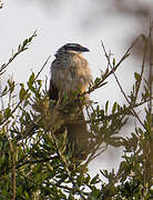 White-browed Coucal