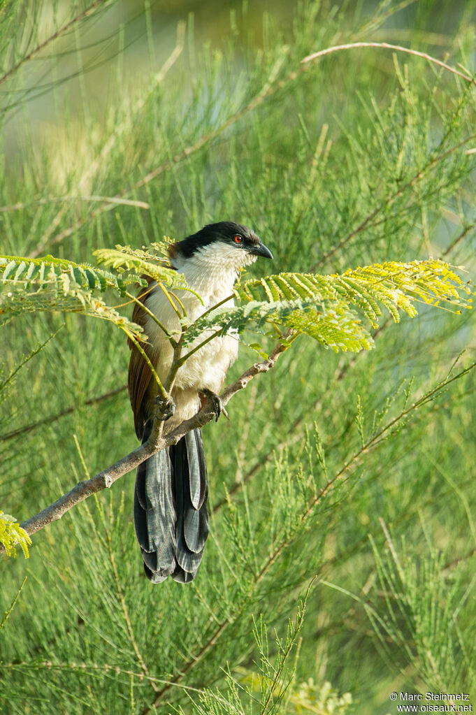 Senegal Coucal