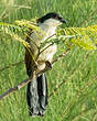 Coucal du Sénégal