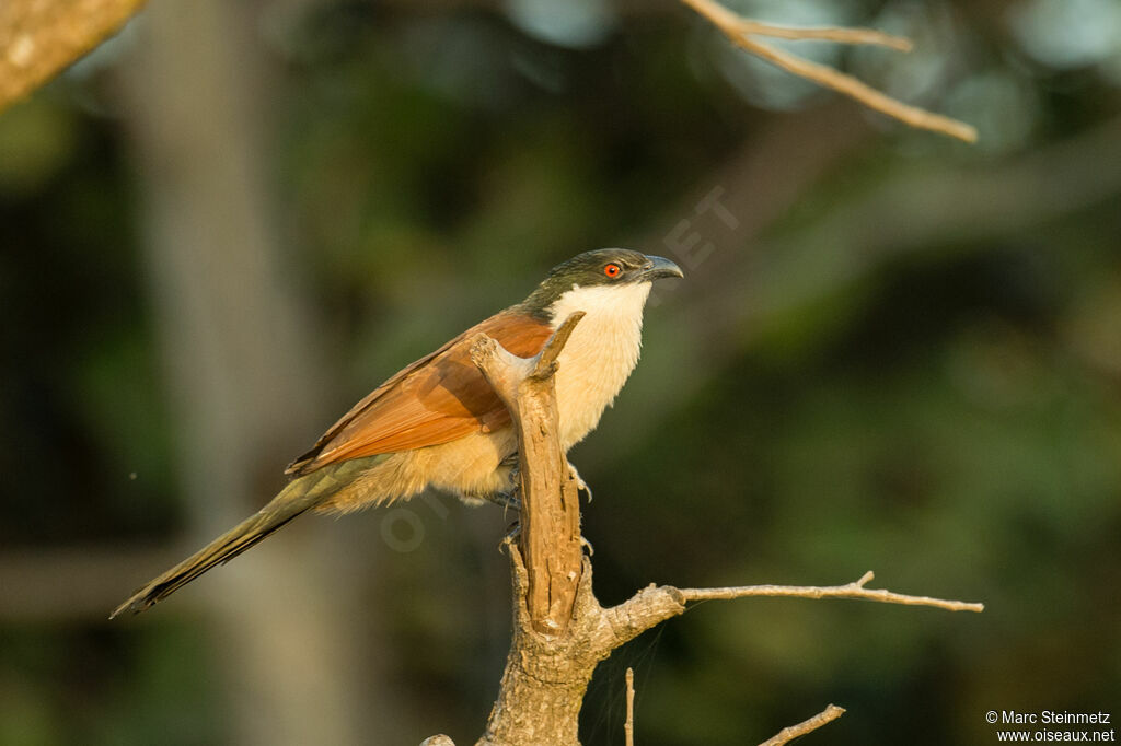 Coucal du Sénégal