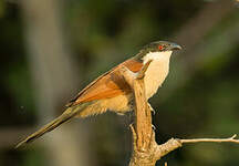 Coucal du Sénégal