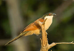 Senegal Coucal