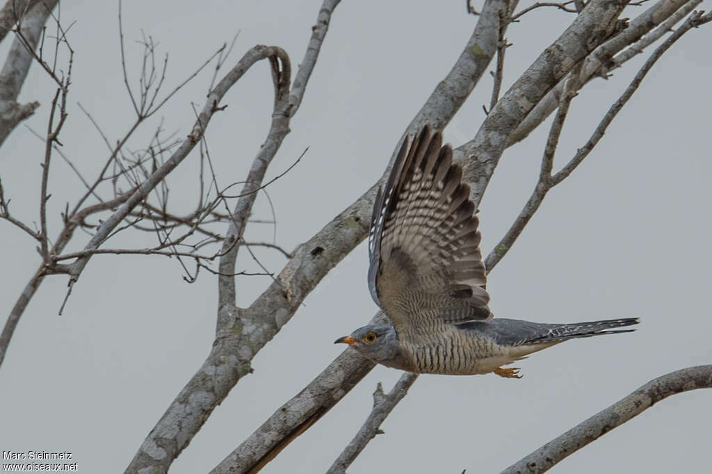 African Cuckoo female adult, pigmentation, Flight