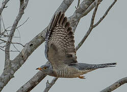 African Cuckoo