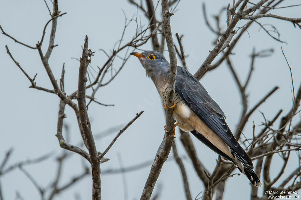 African Cuckoo