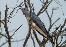 African Cuckoo