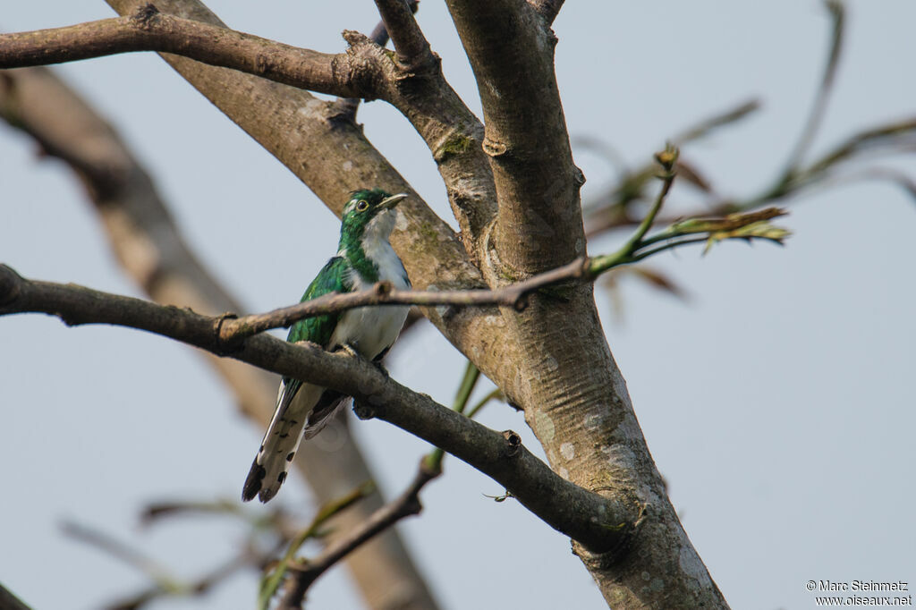 Klaas's Cuckoo