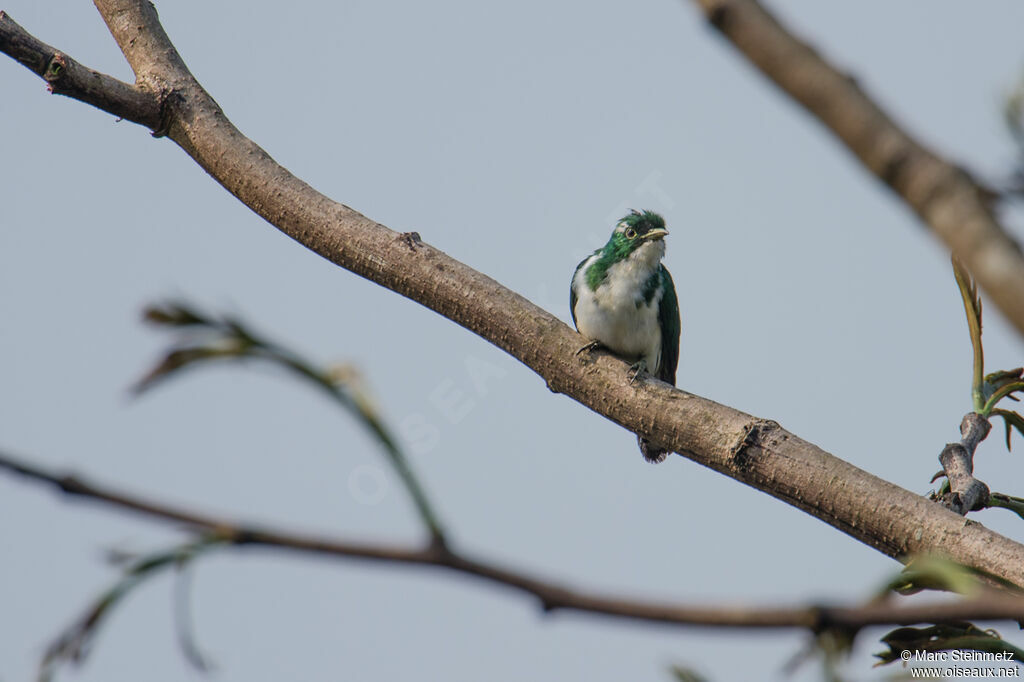 Klaas's Cuckoo