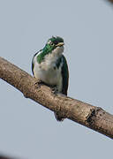 Klaas's Cuckoo