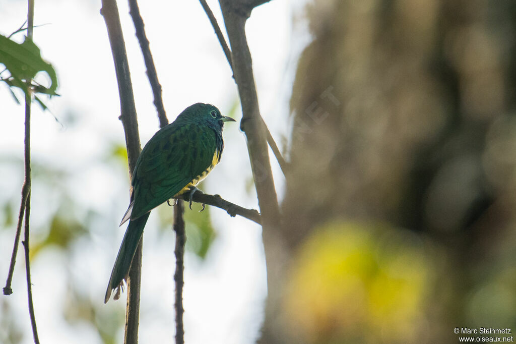 African Emerald Cuckoo