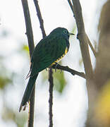 African Emerald Cuckoo