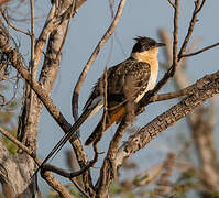 Great Spotted Cuckoo