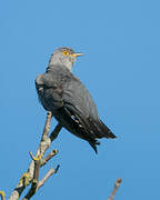 Common Cuckoo