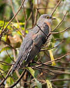 Red-chested Cuckoo