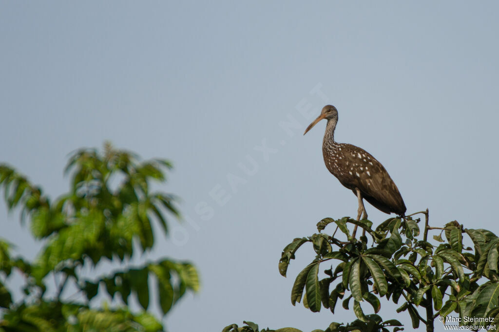 Limpkin