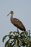 Limpkin