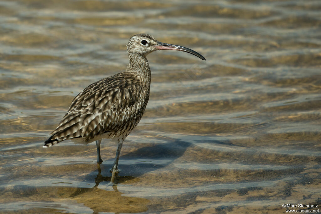 Eurasian Whimbrel